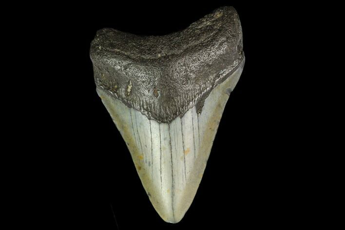 Fossil Megalodon Tooth - North Carolina #131607